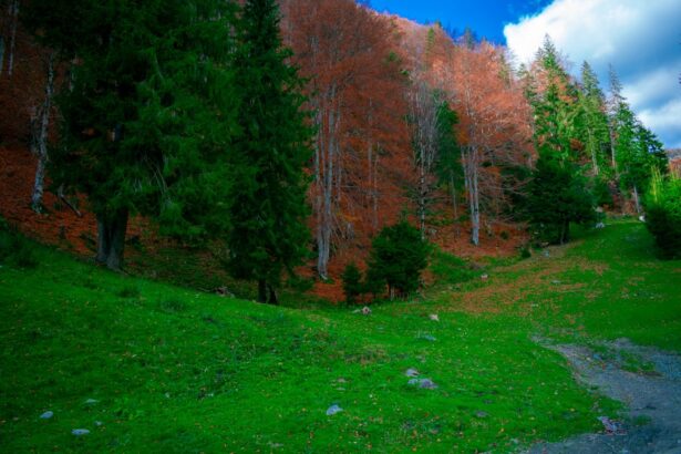 a grassy area with trees and a path