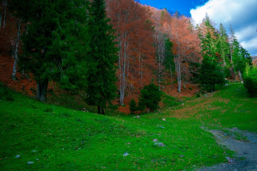 a grassy area with trees and a path