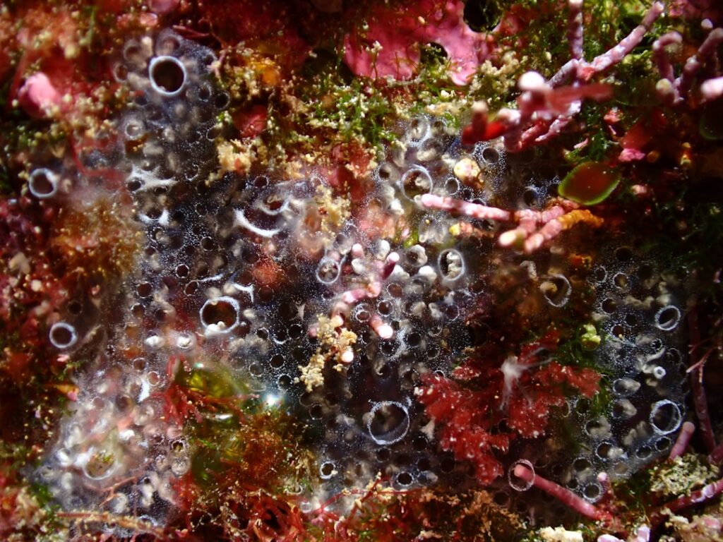 Close-up of a sea squirt colony with small bubbles.