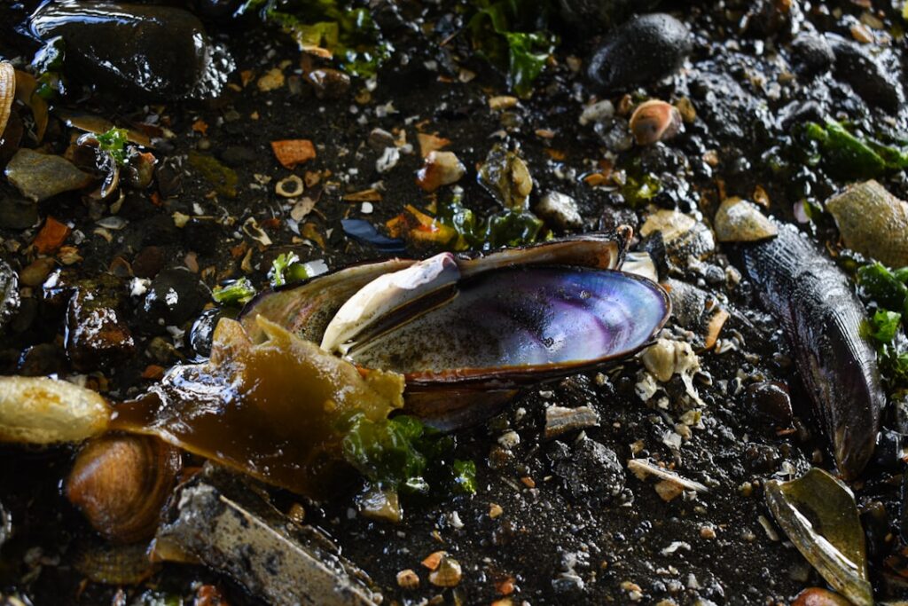 Close-up of a mussel shell on the muddy shore.