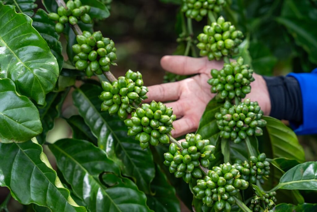 Hand touching unripe green coffee beans on a branch.
