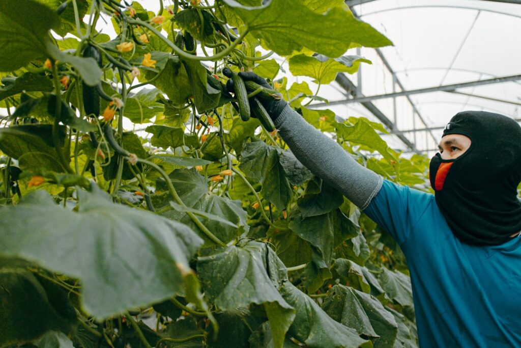 Farmer harvesting cucumbers in a greenhouse.