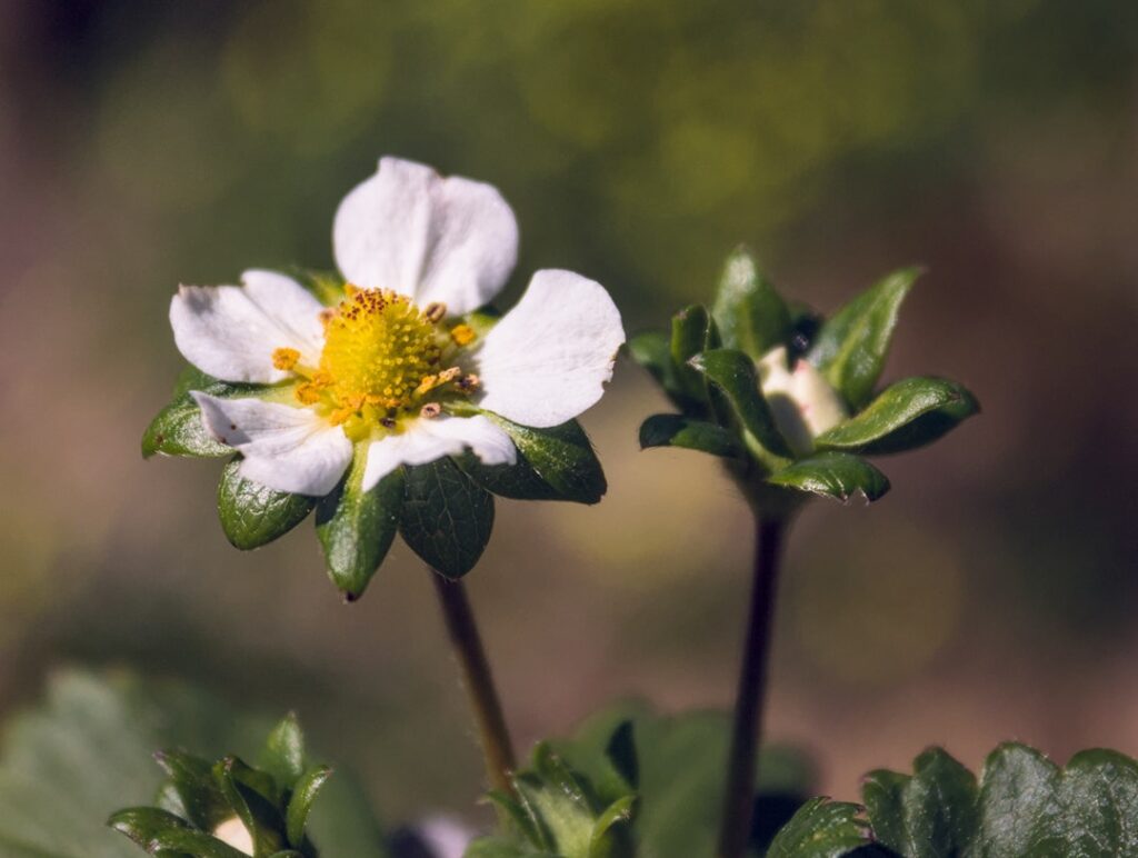 A white strawberry flower and bud.