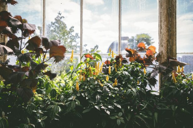 Lush plants growing in a bright greenhouse by large windows.