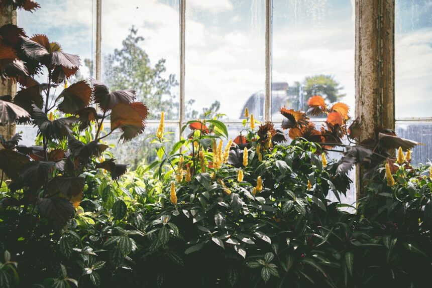 Lush plants growing in a bright greenhouse by large windows.