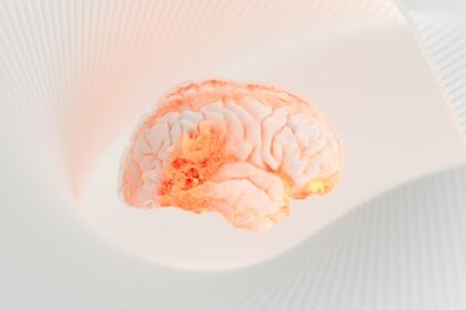 a close up of a human brain on a white surface