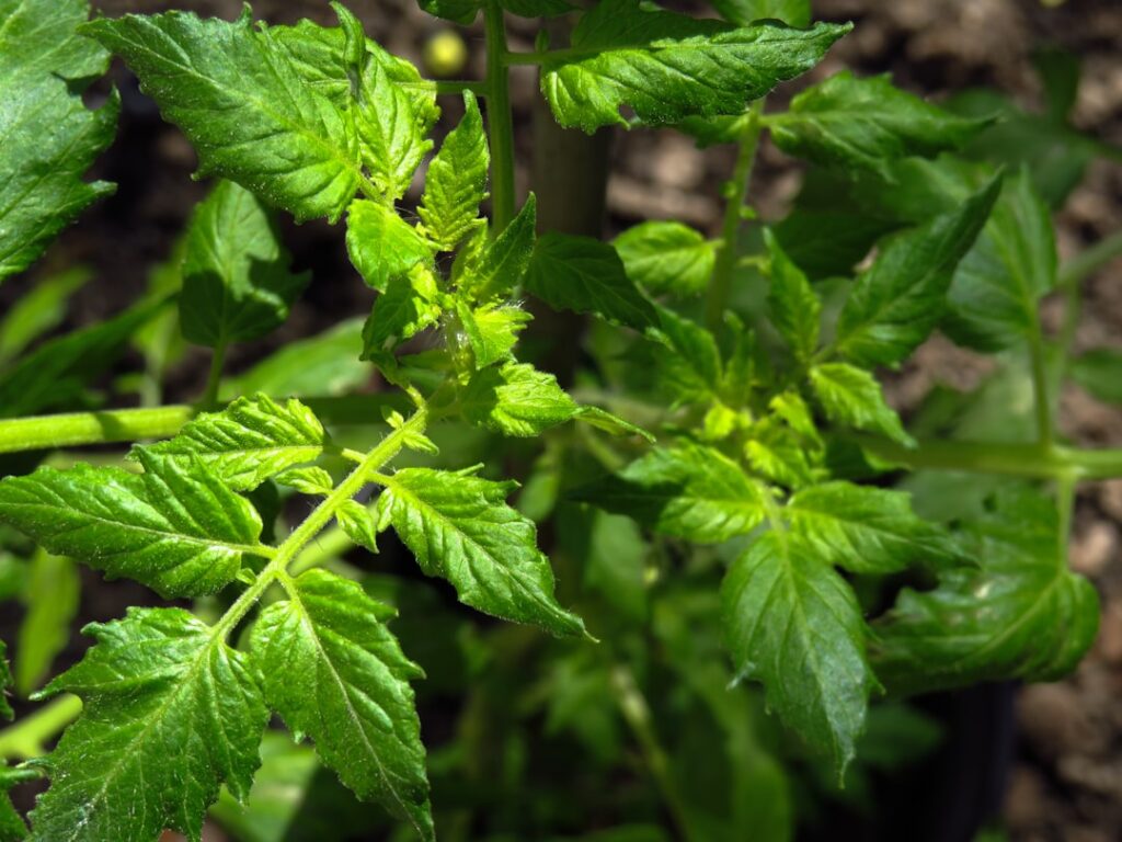 a close up of some leaves