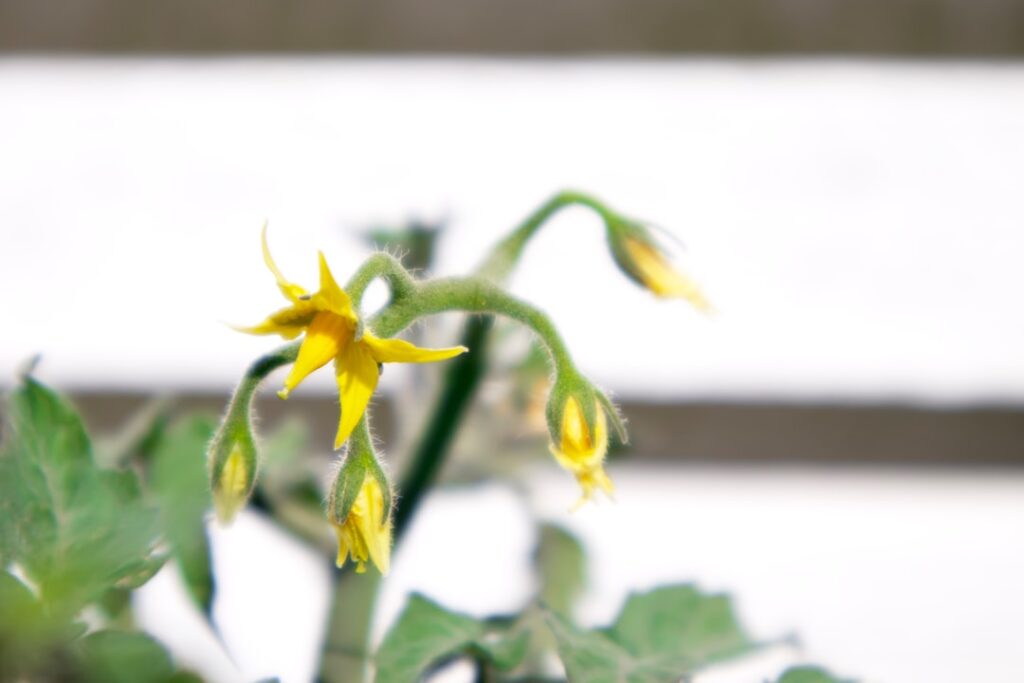 a close-up of a flower