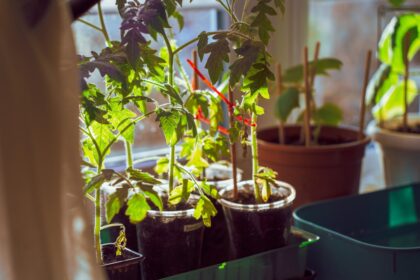 Young tomato plants growing in pots on a windowsill.