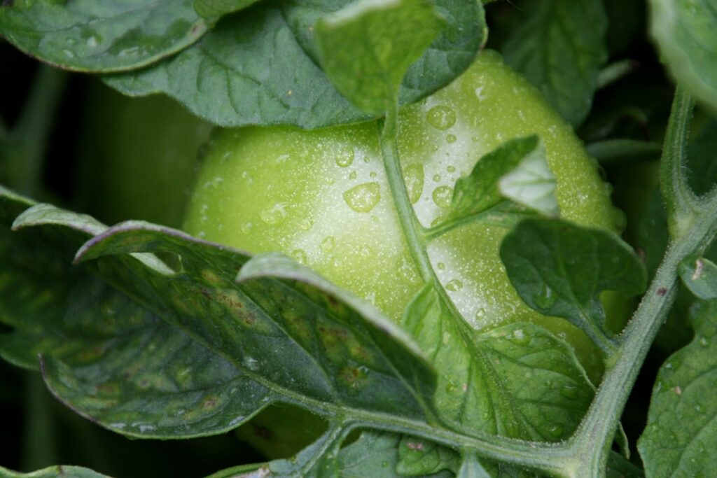 A green tomato grows among green leaves.
