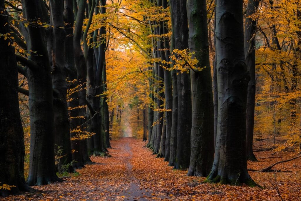 a path through a forest