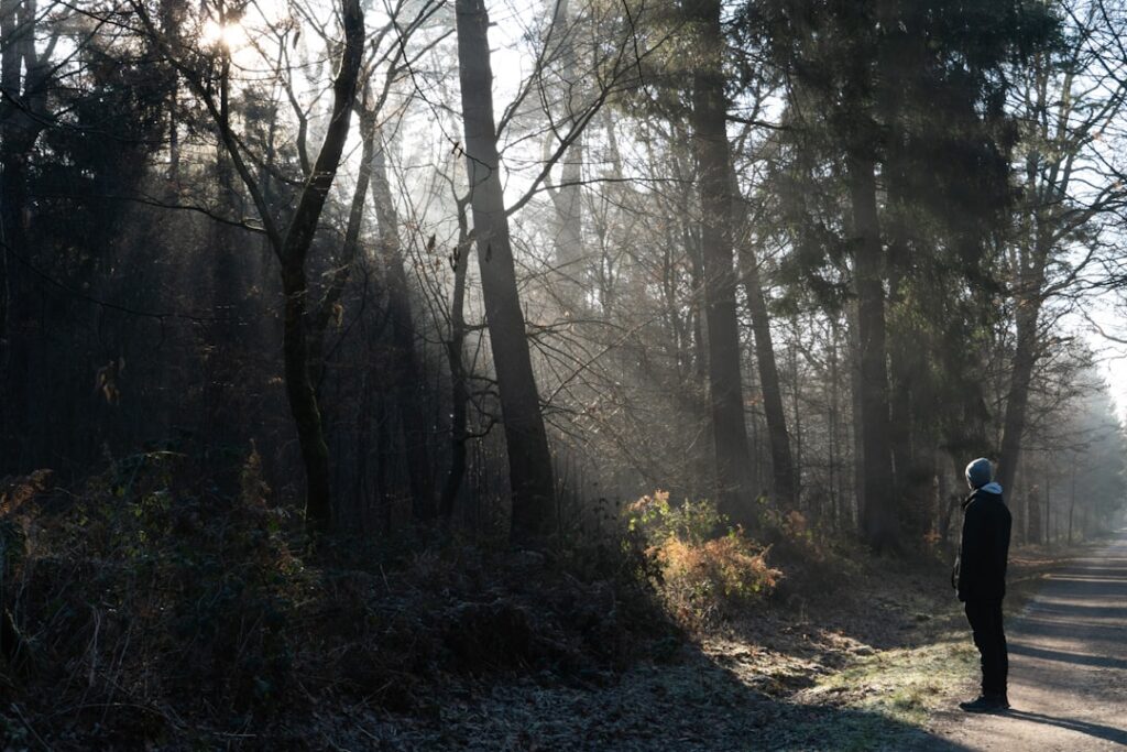 Person standing on a path in a misty forest