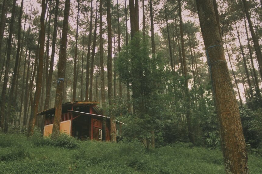 A small cabin nestled in a dense forest.