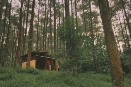 A small cabin nestled in a dense forest.