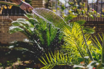 person holding garden hose while watering plant