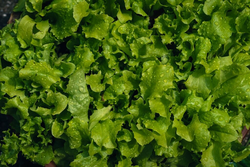 a close up of a bunch of lettuce