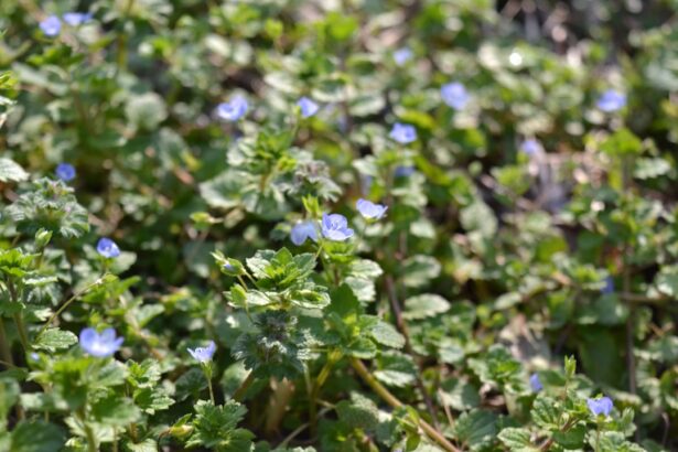 purple flower with green leaves