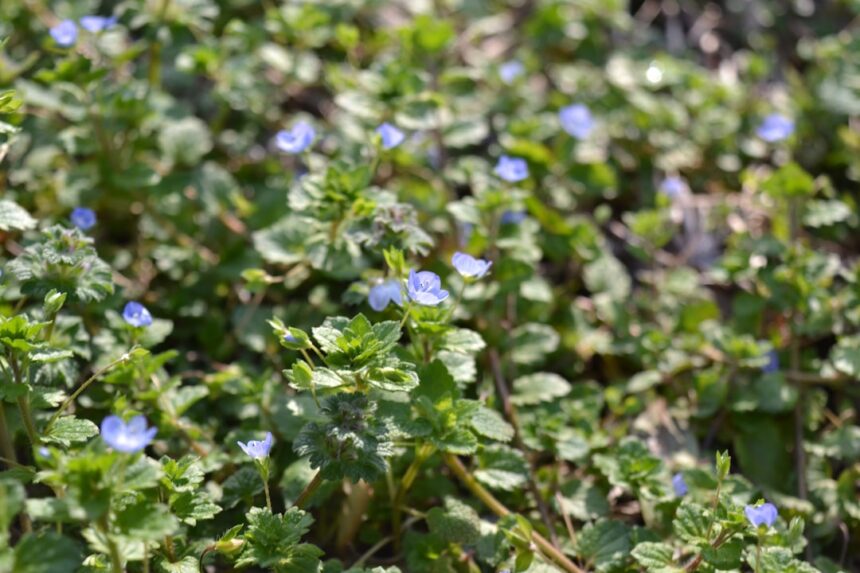 purple flower with green leaves