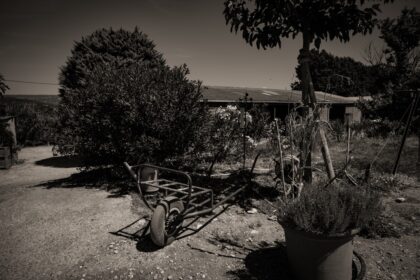 Old wheelbarrow in a rustic garden setting