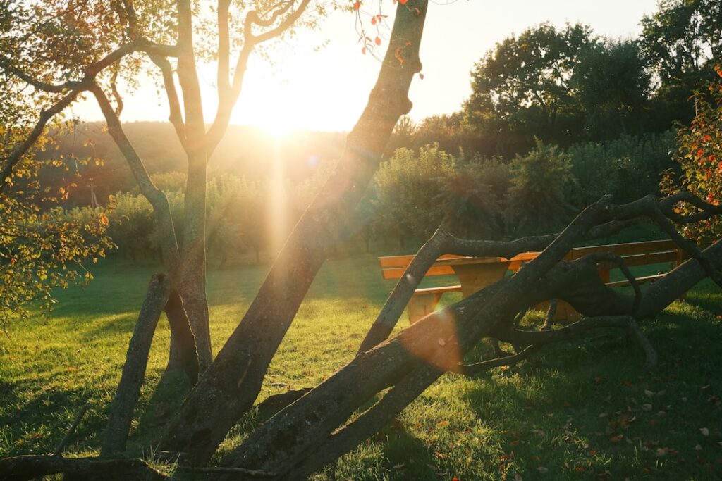 Sunlight streams through trees onto a grassy picnic area.