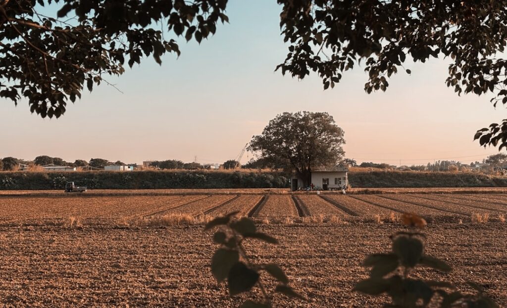 Lone tree stands by a small house in a field.