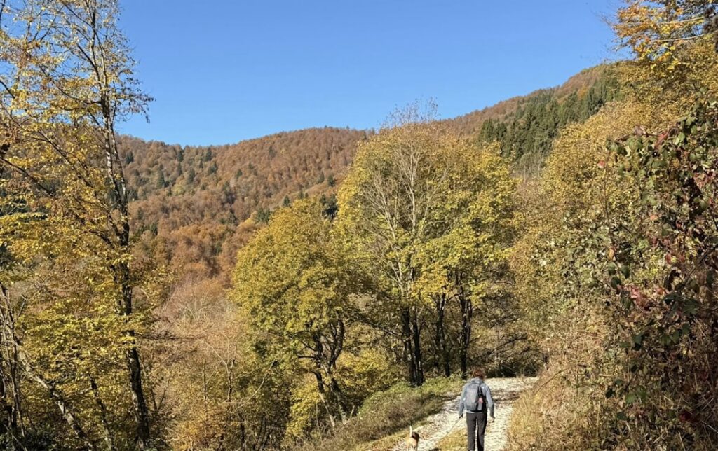 Person walking on a trail through autumn forest