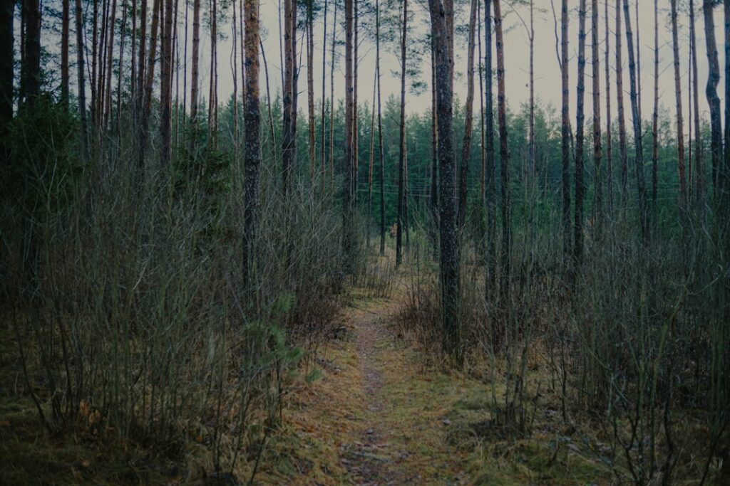 A narrow path through a dense pine forest.