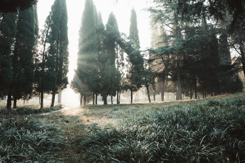 Tall cypress trees with sunbeams in a forest.