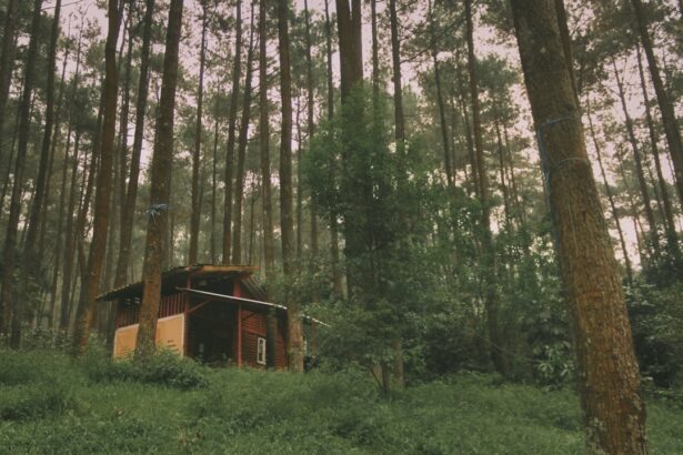 A small cabin nestled in a dense forest.