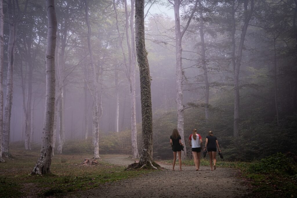 Three people walk on a path through a foggy forest.