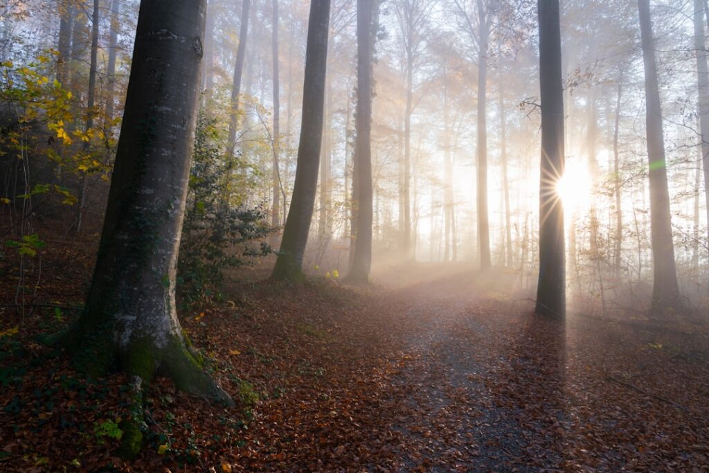 Sunlight streams through a foggy forest with autumn leaves.