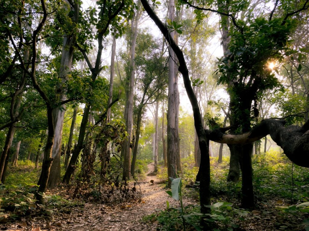 a path in the middle of a forest with lots of trees