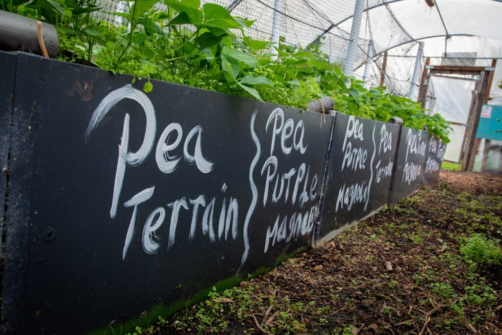 Raised garden beds with plants and labels inside greenhouse.