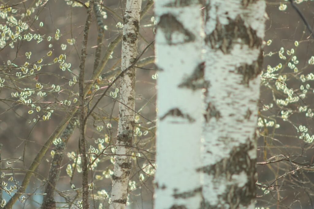 Birch trees with their fluffy, blooming branches.