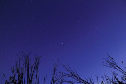 bare trees under blue sky during night time