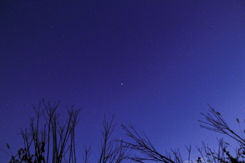 bare trees under blue sky during night time