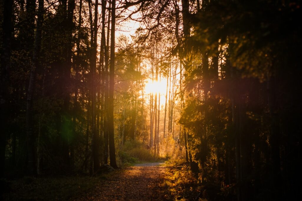 Sunlight filters through trees onto forest path.