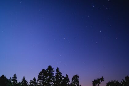 silhouette of trees during nighttime
