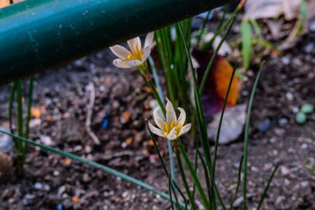 Two delicate white flowers bloom in the garden.