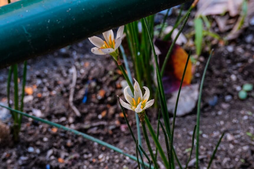 Two delicate white flowers bloom in the garden.