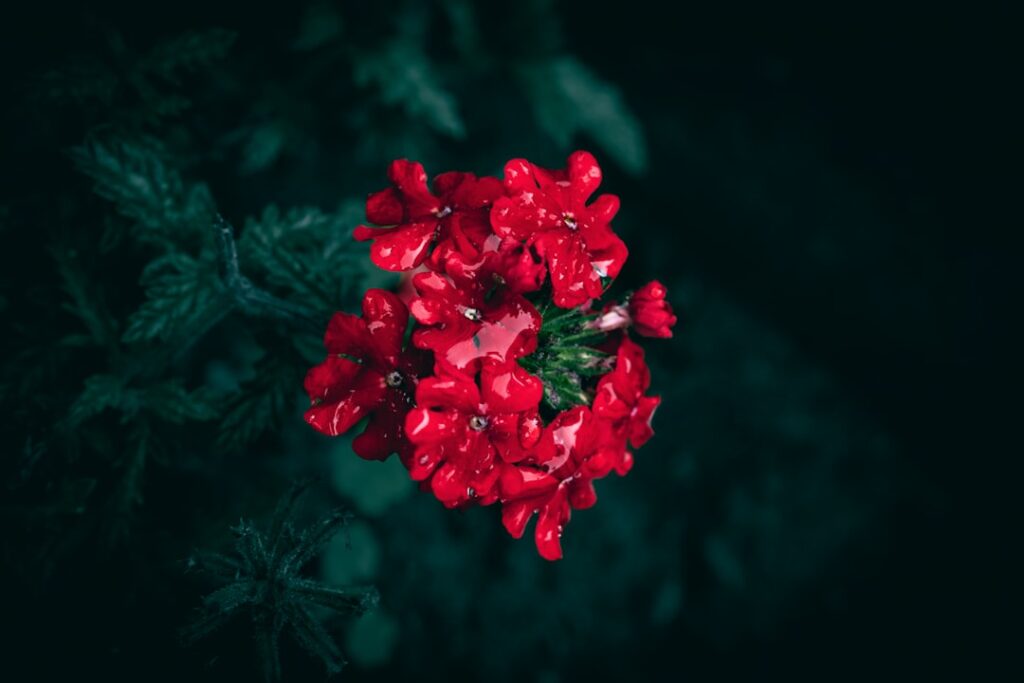 A bunch of red flowers on a black background