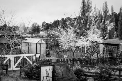 Black and white garden with greenhouse and blooming trees