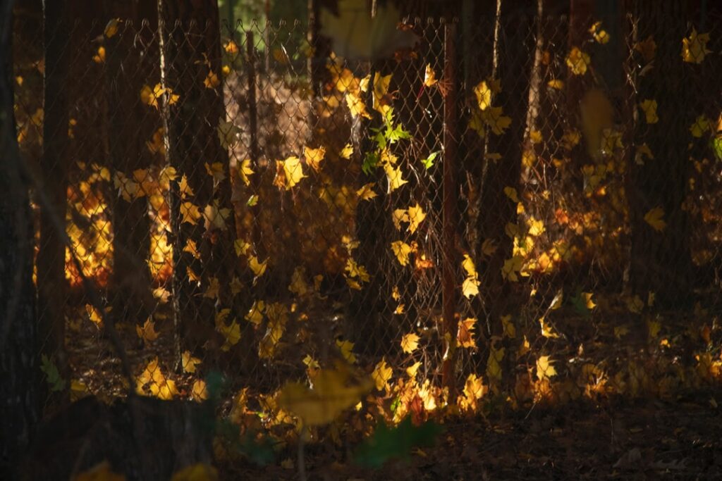Autumn leaves falling in a sunlit forest
