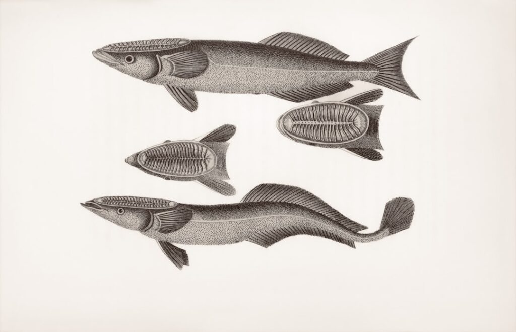 Three detailed illustrations of ancient fish species