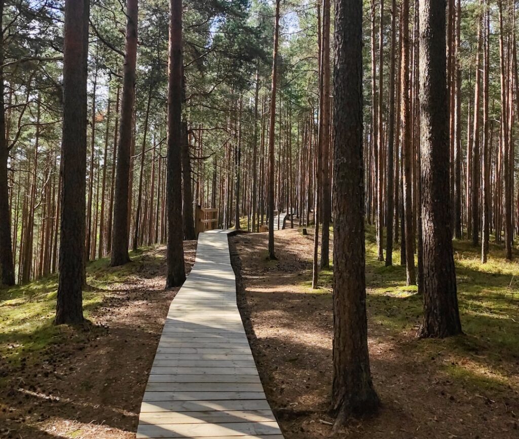 Wooden boardwalk path through a sunlit pine forest
