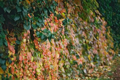 Autumn leaves on a vine-covered wall