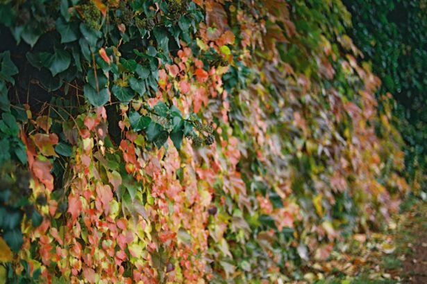 Autumn leaves on a vine-covered wall