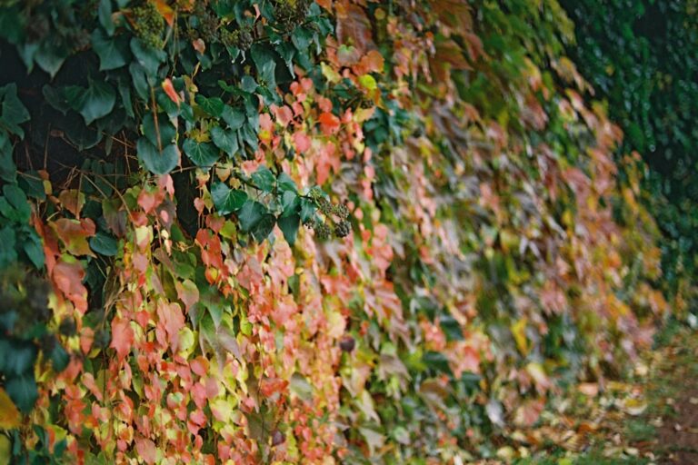 Autumn leaves on a vine-covered wall