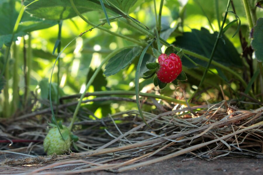 Pagrindinė iliustracija