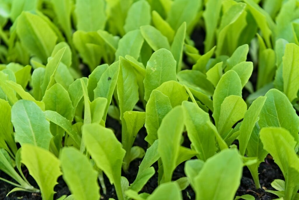Young green plant seedlings sprouting from dark soil.